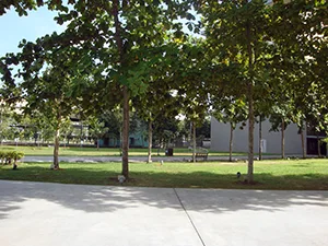 Campus Grounds (Abundant Greenery)